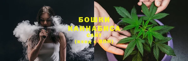 сатива Новозыбков